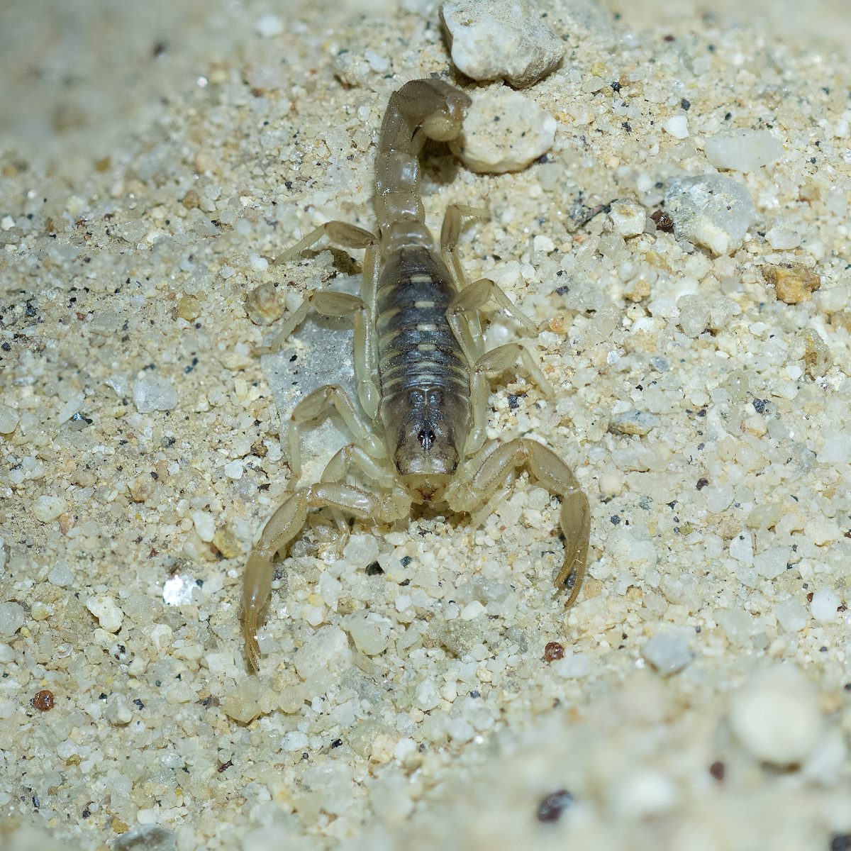 2016 October Scorpion on the Sutherland Trail