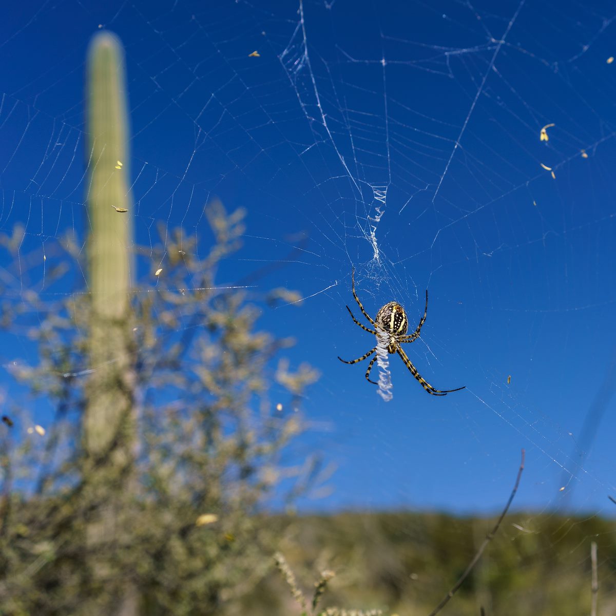 2016 October Spider and Saguaro