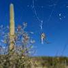 2016 October Spider and Saguaro