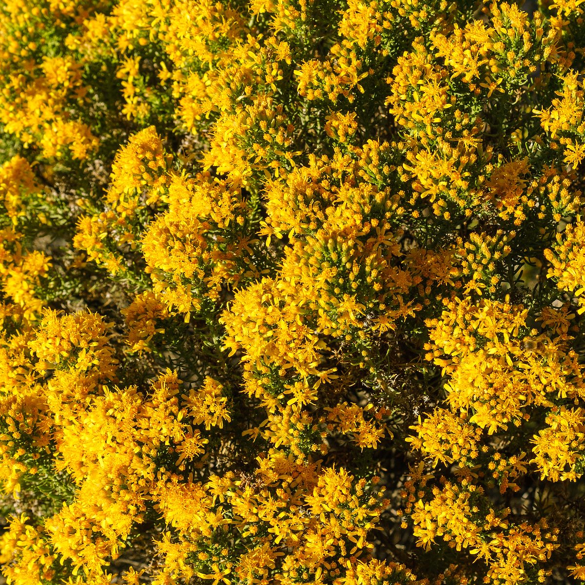 2016 October Turpentine Bush