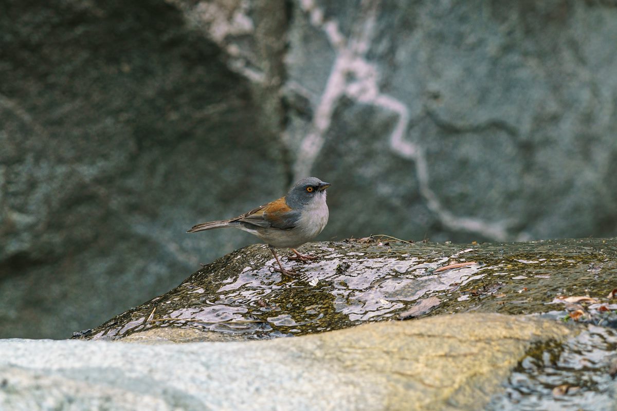 2016 October Yellow-eyed Junco below the Crystal Spring Trail