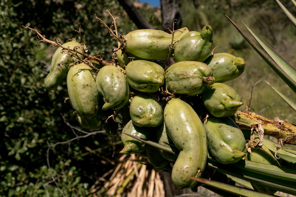 2016 September Banana Yucca Fruit