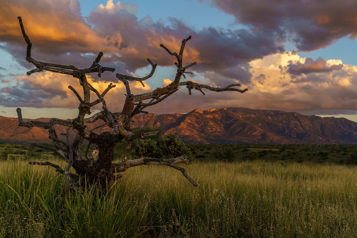 2016 September Dead Cholla on the Cordones