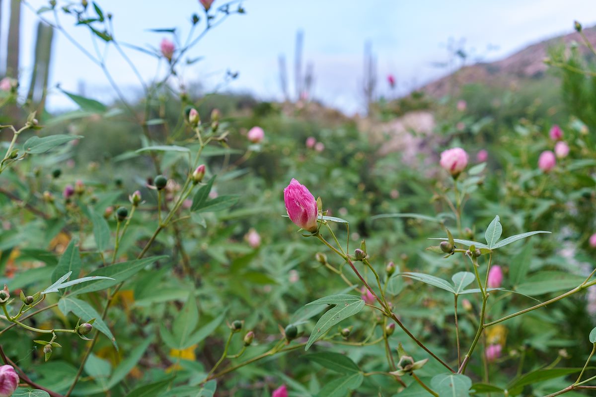 2016 September Desert Cotton in Alamo Canyon