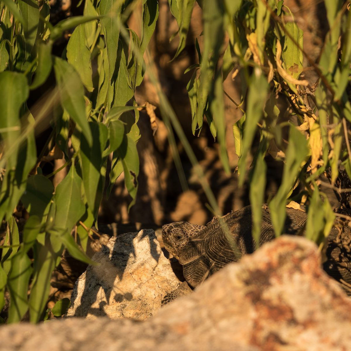 2016 September Desert Tortoise at the end of the Pontatoc Ridge Trail