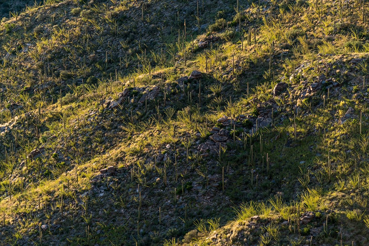 2016 September Hillside across from Pontatoc Ridge