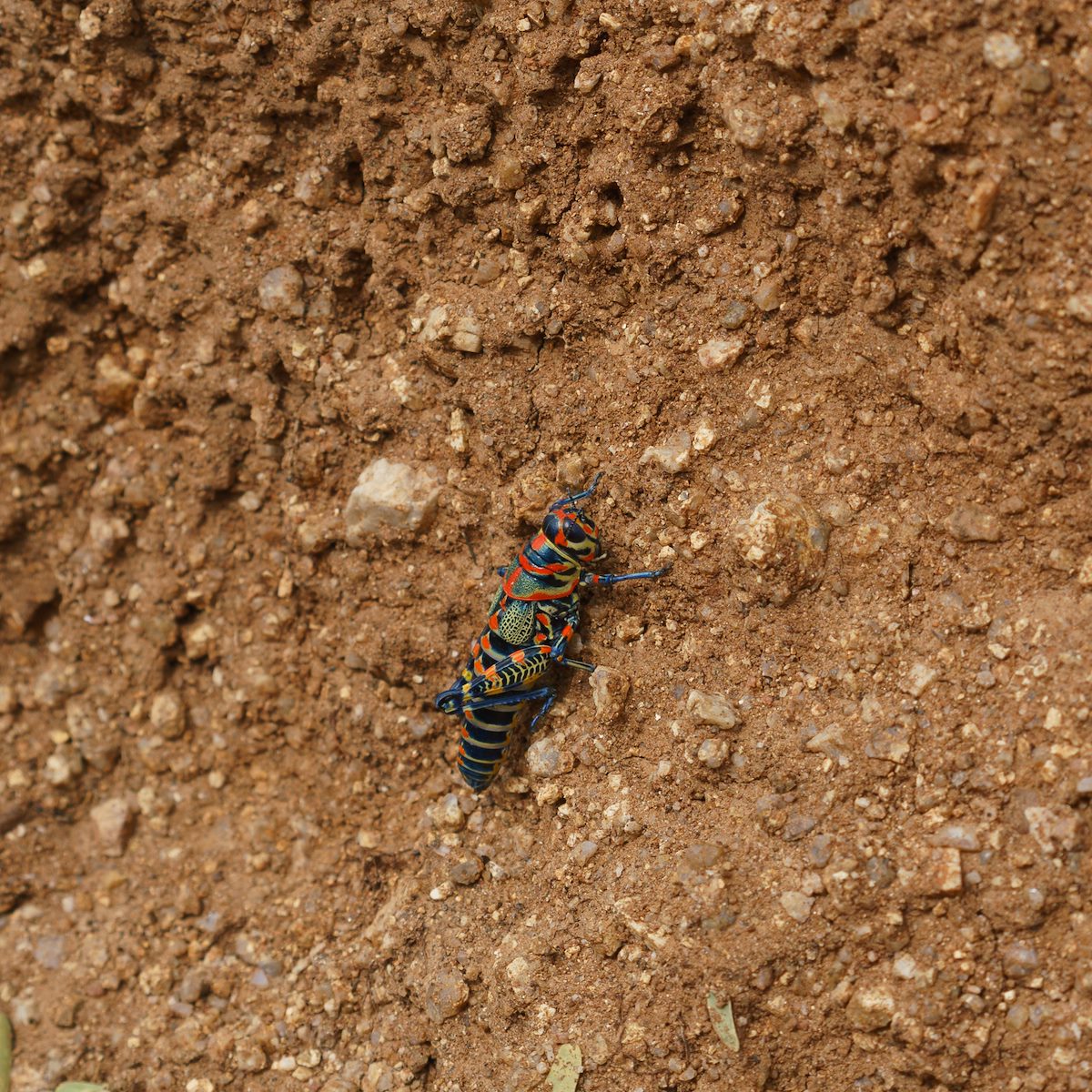 2016 September Rainbow Grasshopper 01