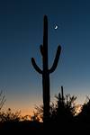 2016 September Saguaro and Moon