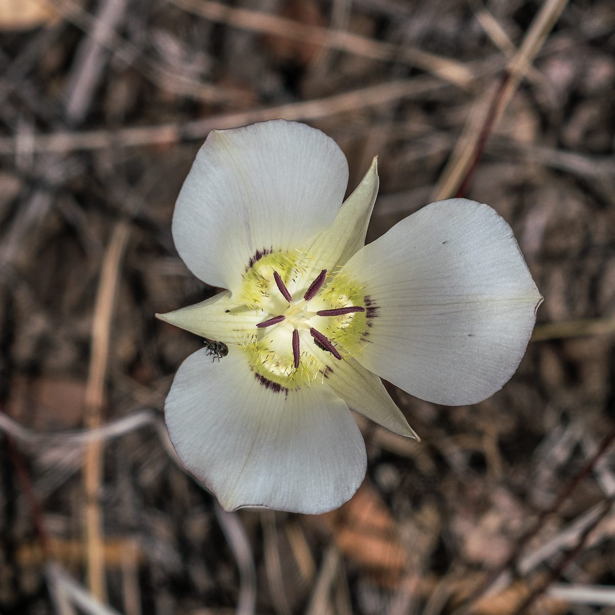 2017 April A Mariposa on the Red Ridge Trail