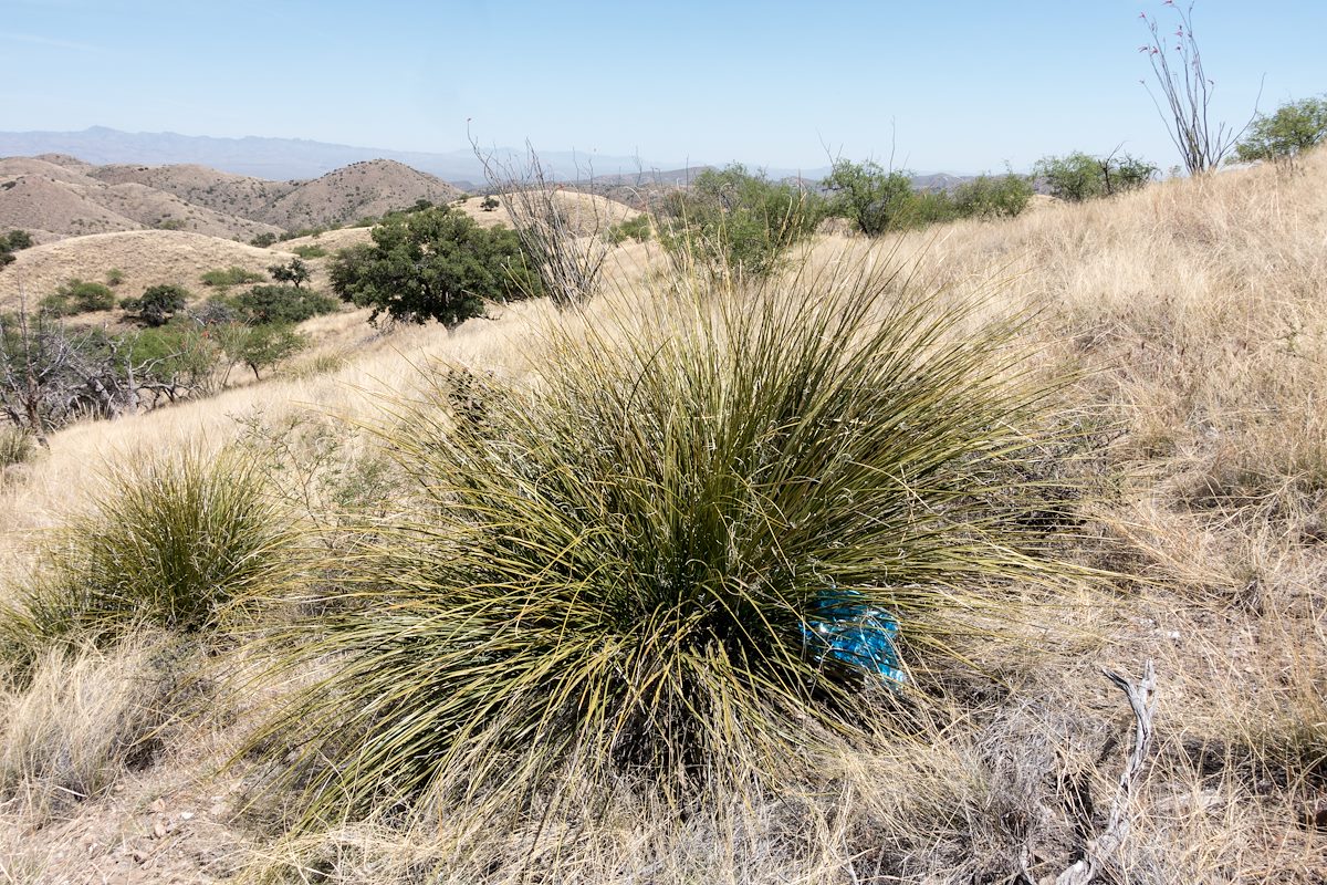 2017 April Balloon Trash near the old Brush Corral Trail