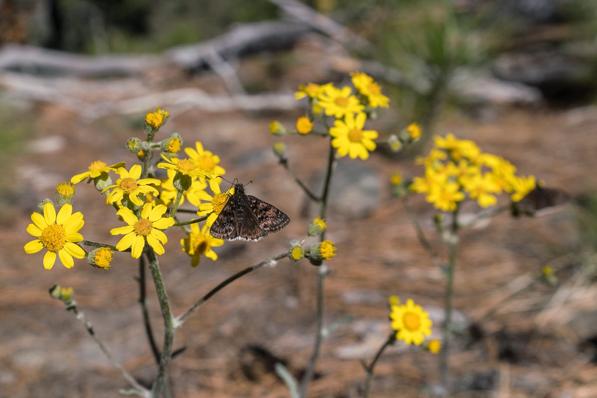 2017 April Blooming on the Red Ridge Trail