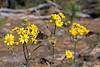 2017 April Blooming on the Red Ridge Trail