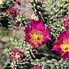 2017 April Cholla Flower