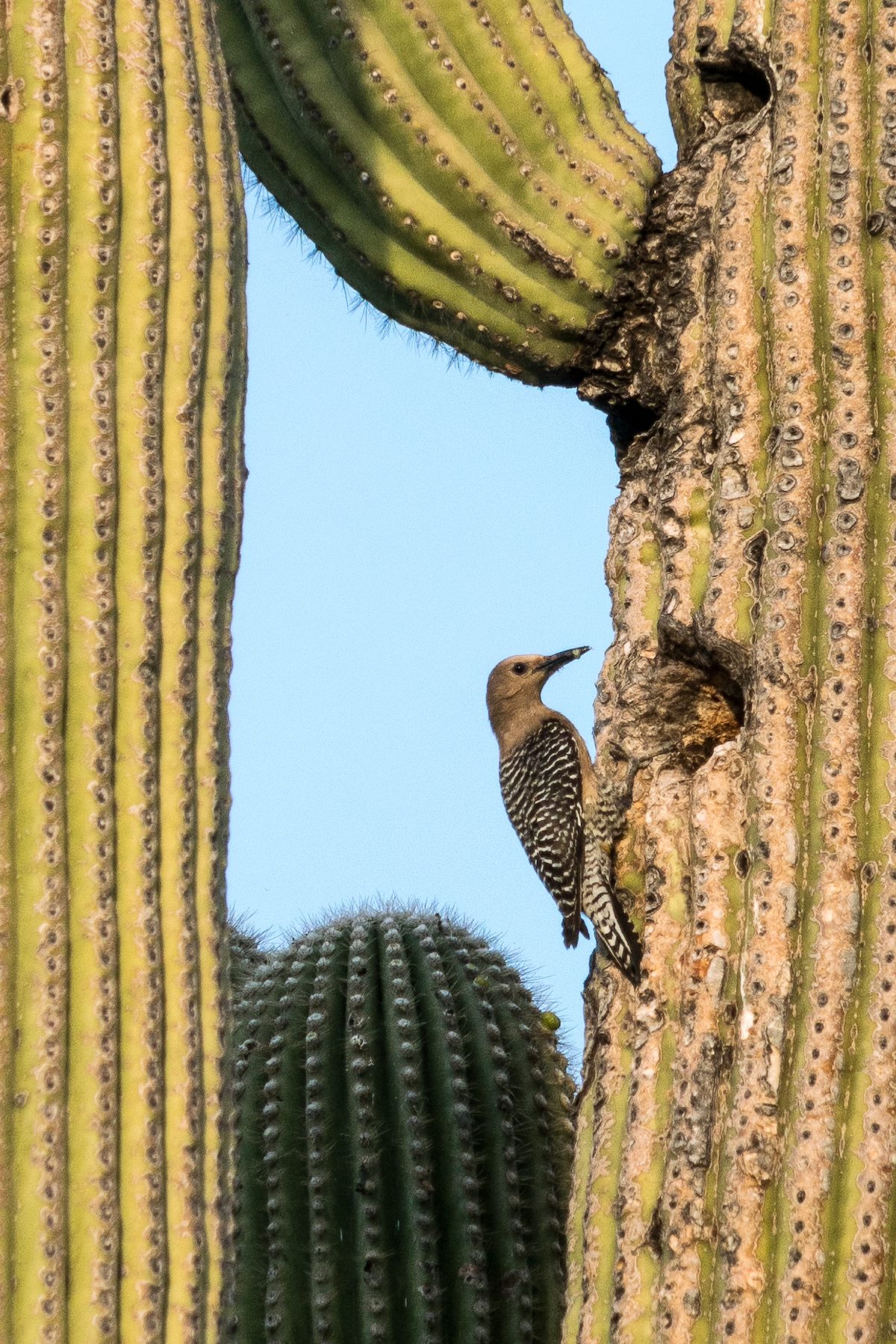 2017 April Gila Woodpecker