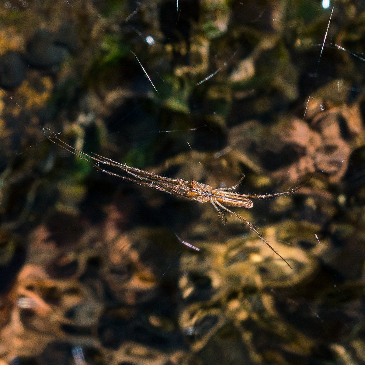 2017 April Hunting over the East Fork of the CDO