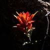 2017 April Indian Paintbrush on the Oracle Ridge Trail