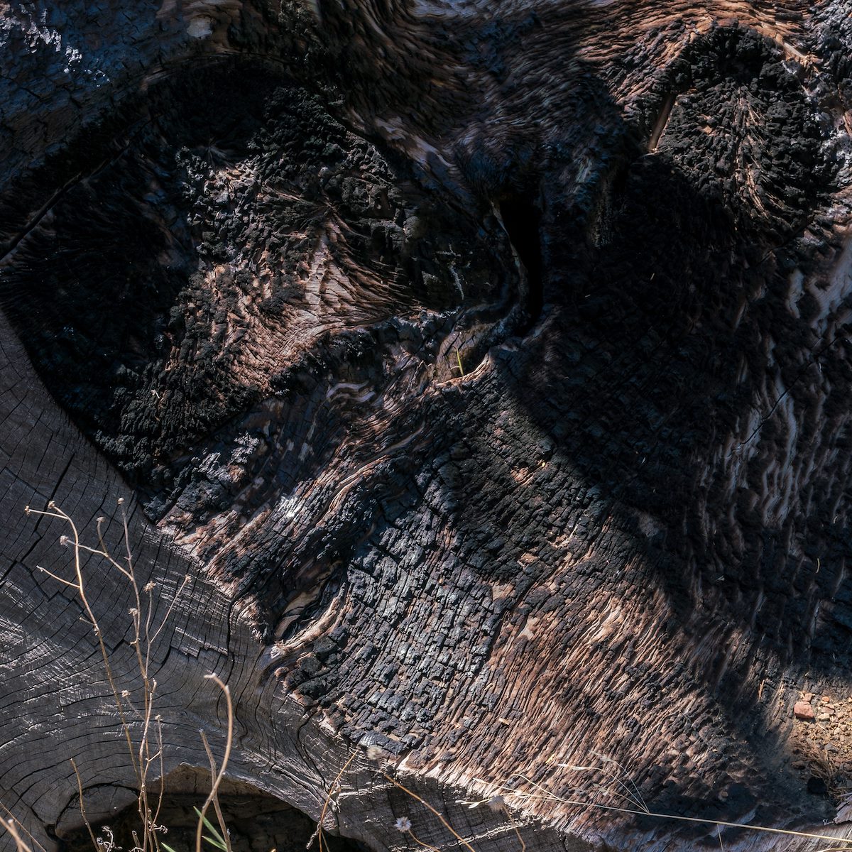 2017 April Juniper Stump 01