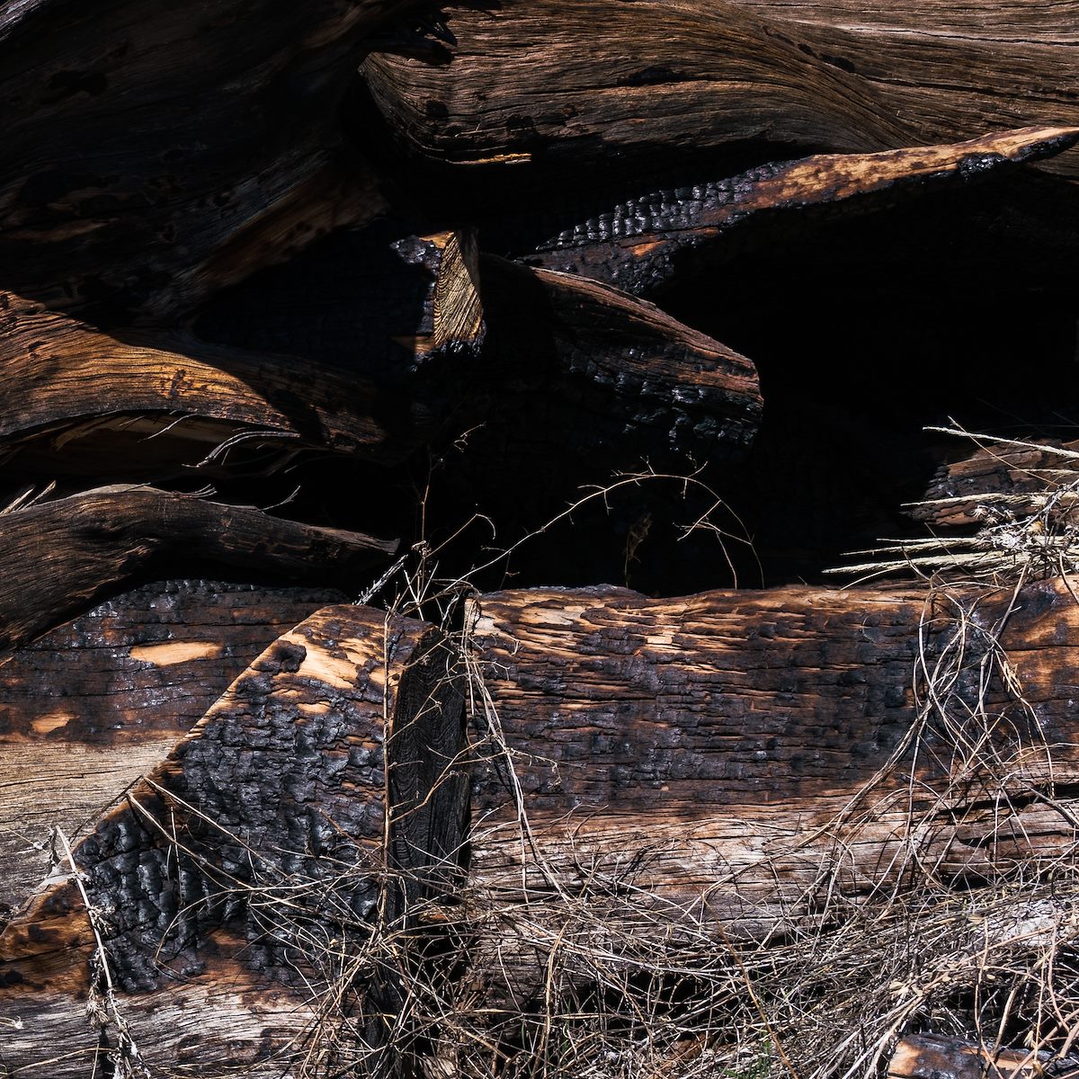 2017 April Juniper Stump 02