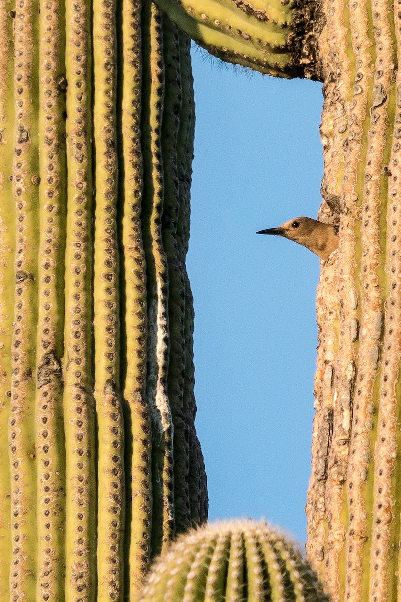 2017 April Leaving the Nest