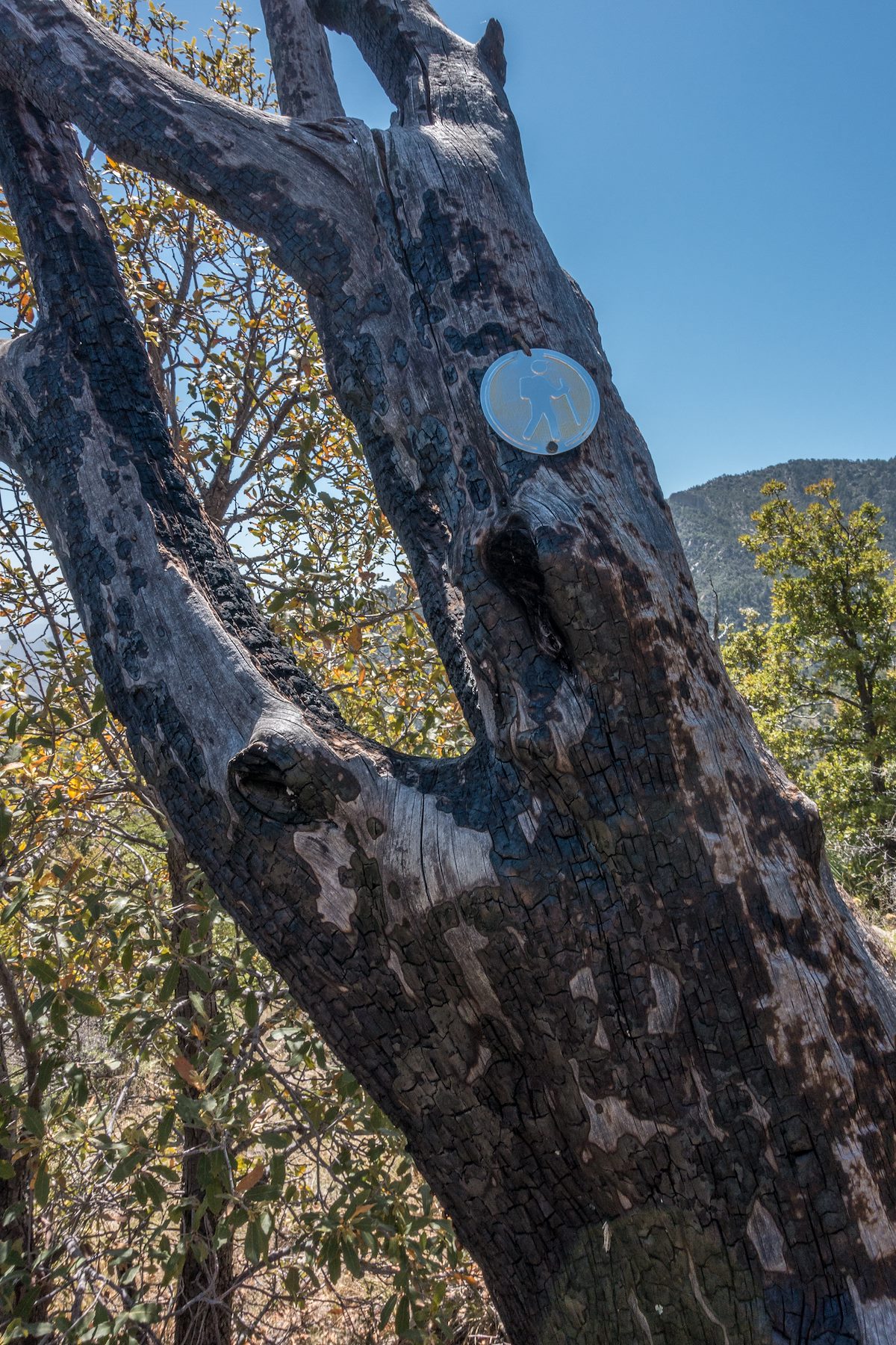 2017 April Metal Trail Blaze