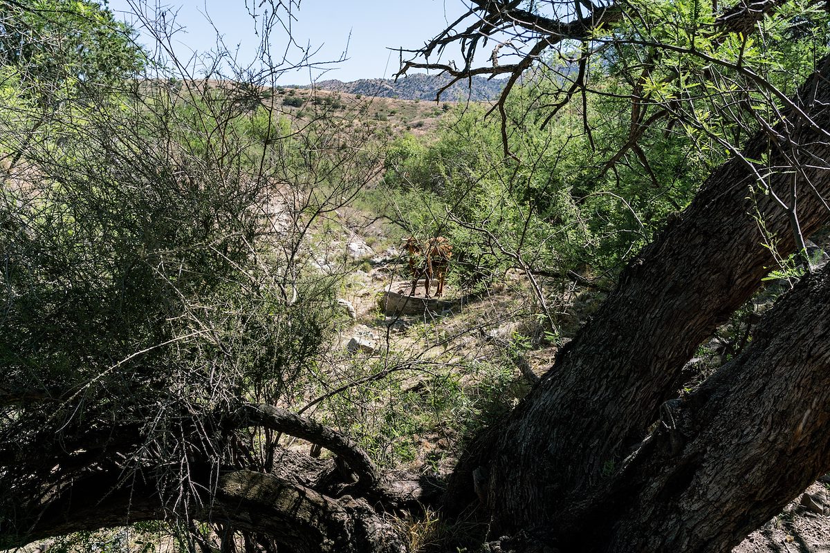 2017 April One of Many Cows in the Canyon just West of Brush Corral