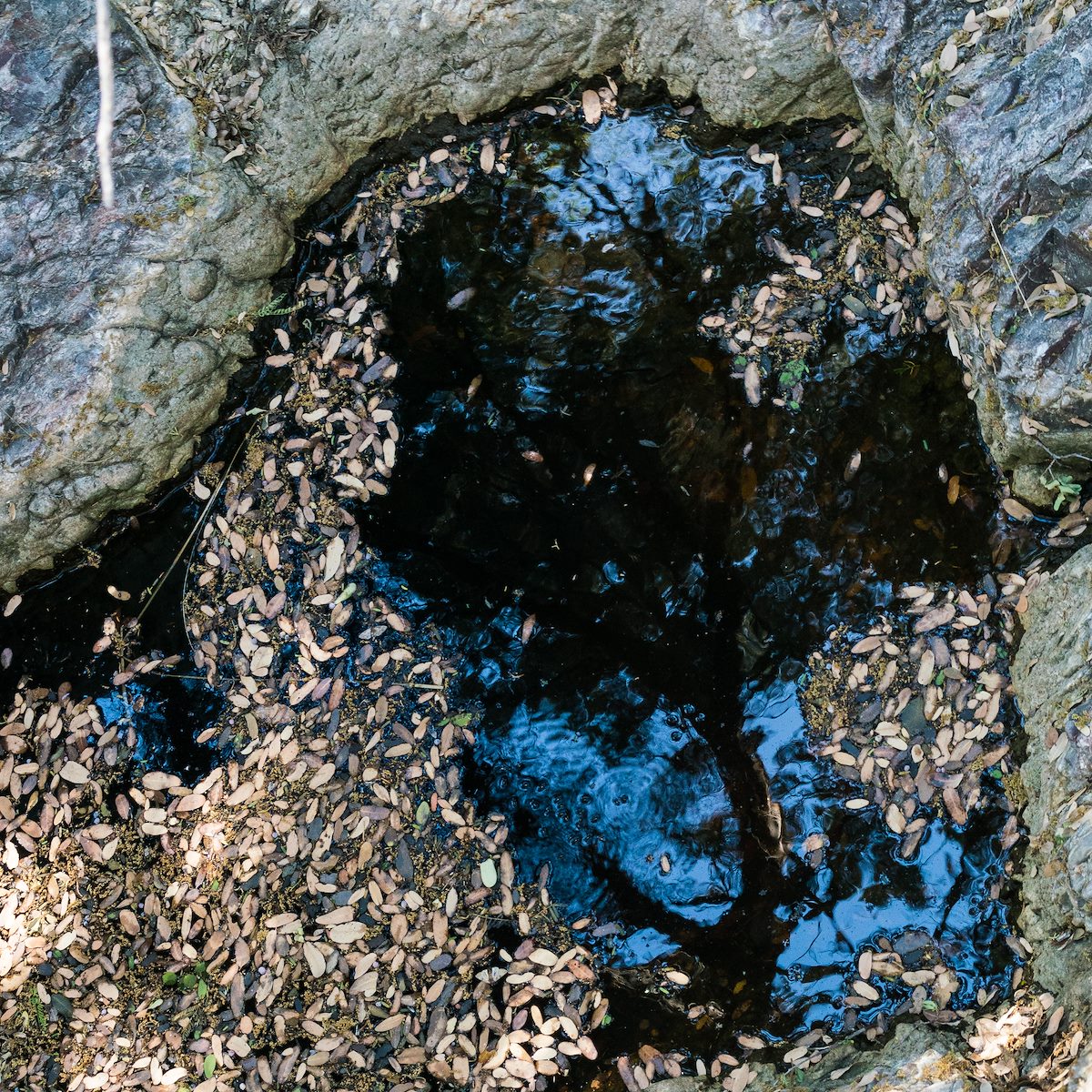 2017 April Pool in the Georges Spring Area North of Brush Corral