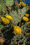 2017 April Prickly Pear along FR4407 Brush Corral Road