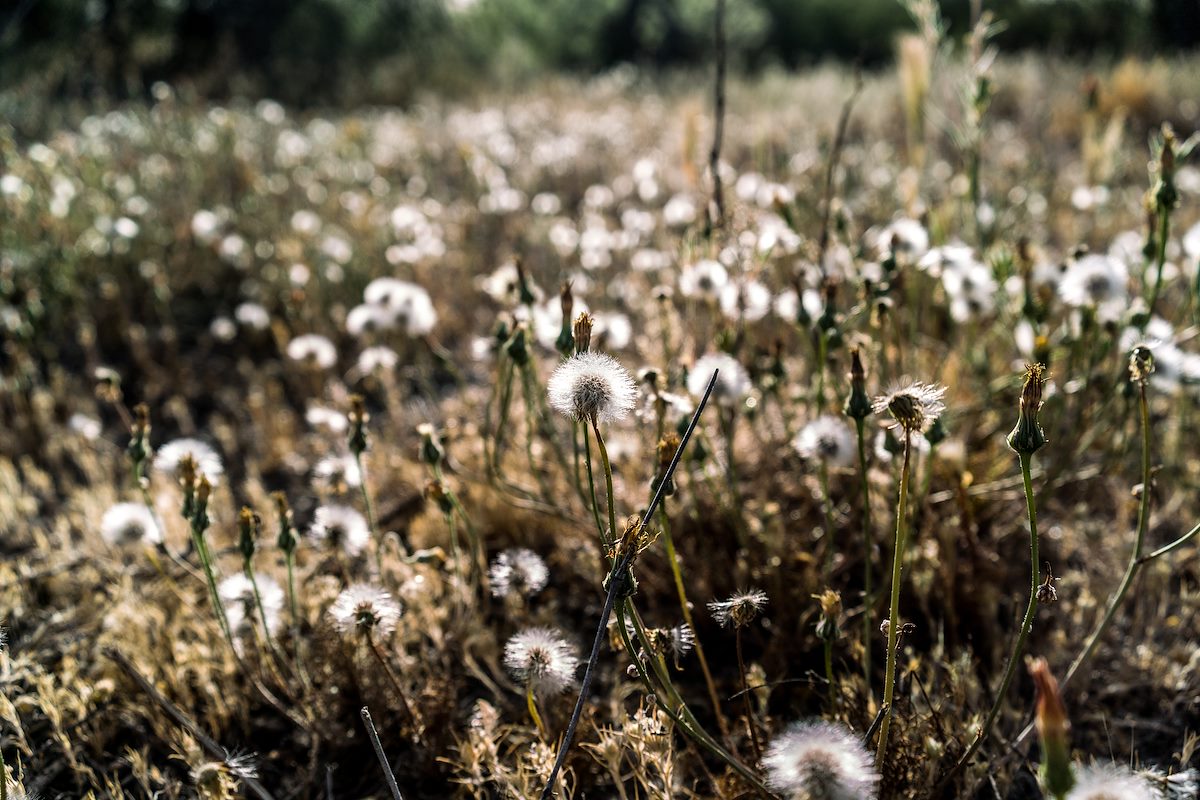 2017 April Puffballs in the Sun in Catalina State Park