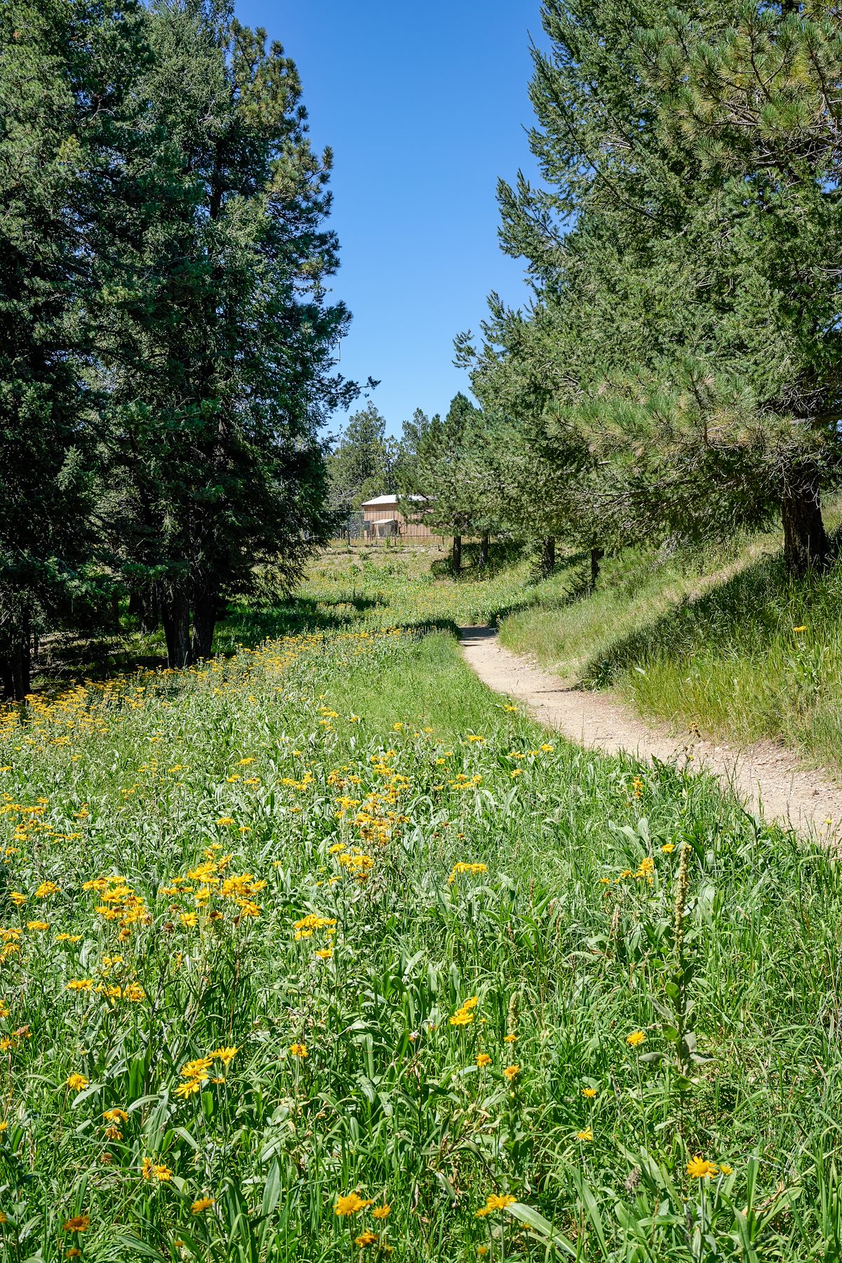 2017 August A Sunny Day on the Meadow Trail