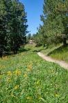 2017 August A Sunny Day on the Meadow Trail