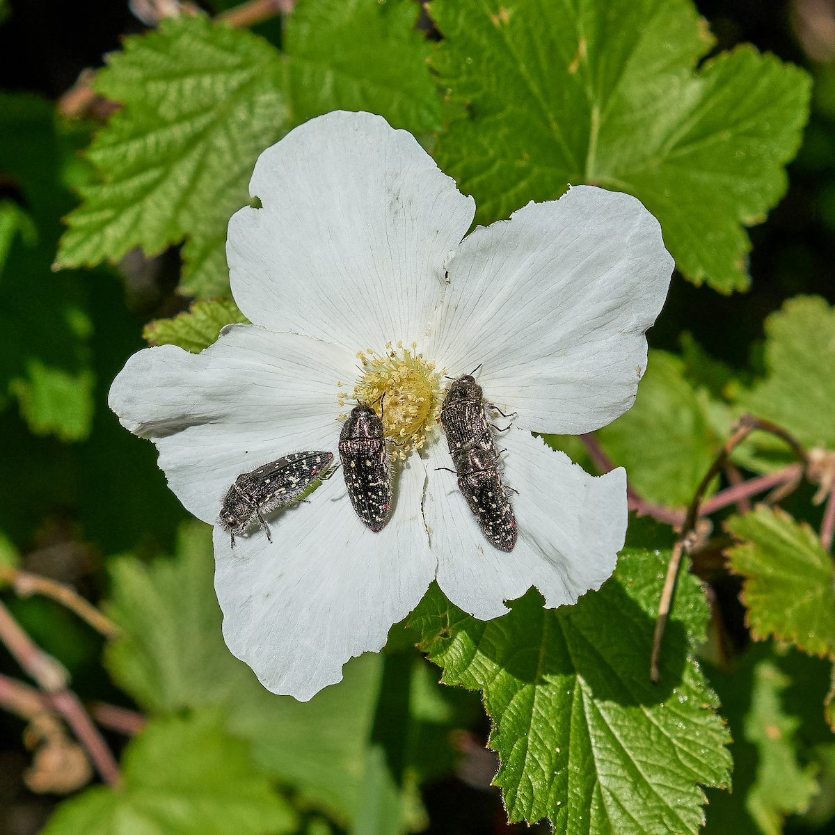 2017 August Beetles on a Raspberry Flower on the Lemmon Rock Trail