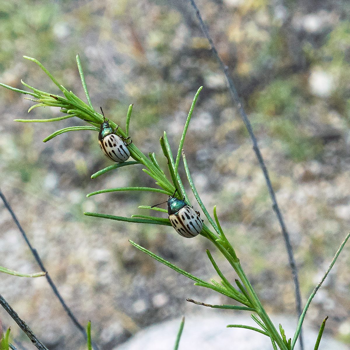 2017 August Burro Brush Leaf Beetle