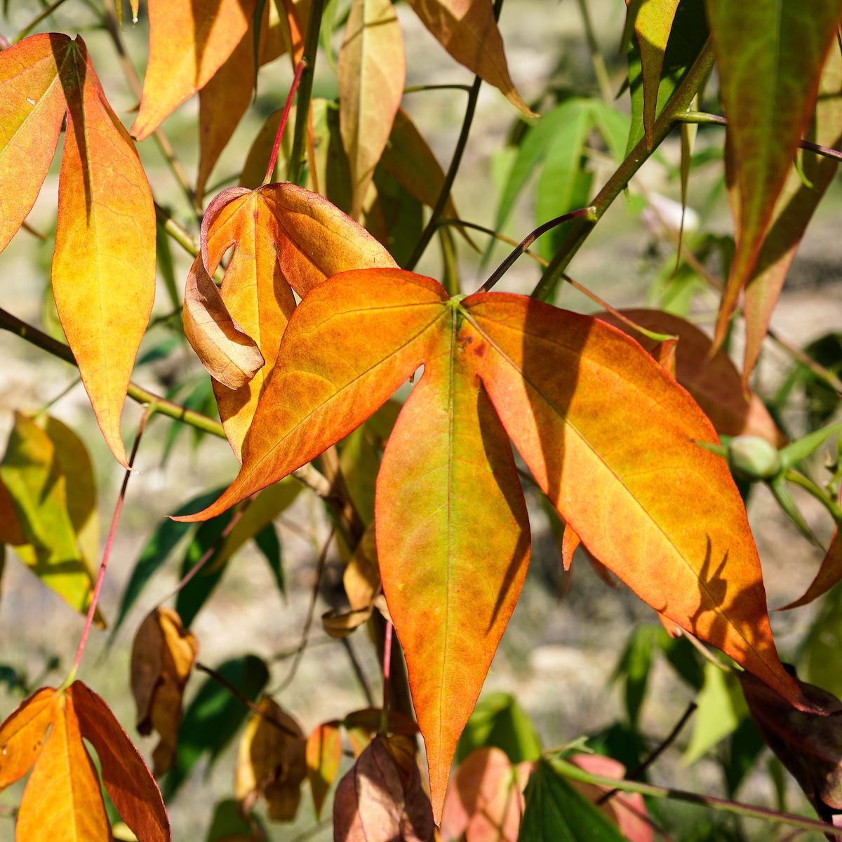 2017 August Desert Cotton 01