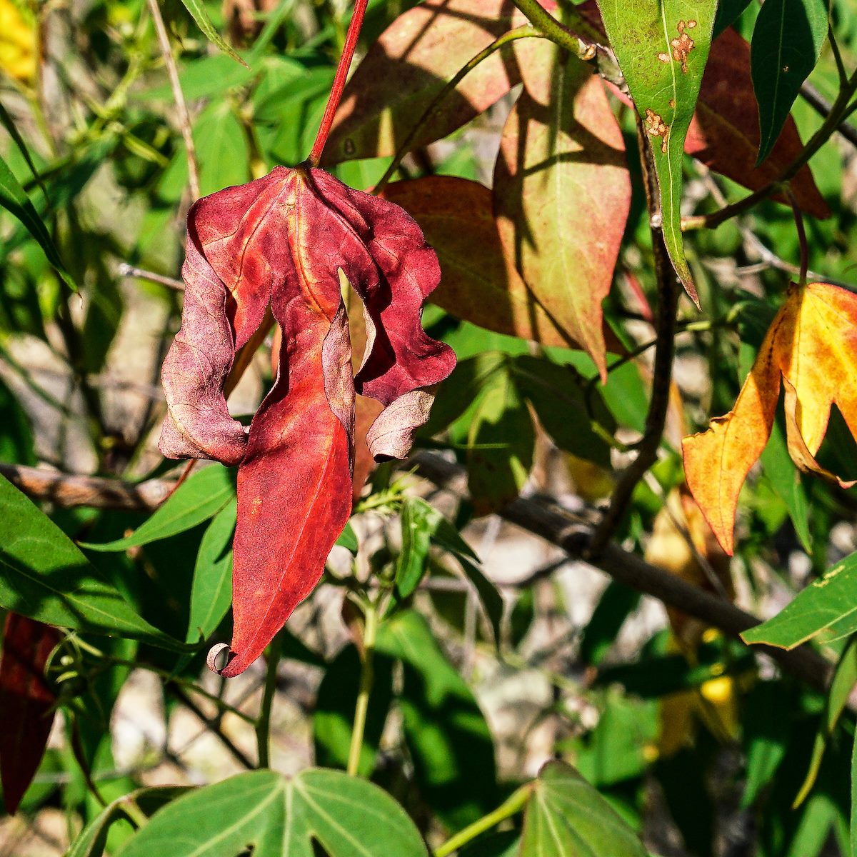 2017 August Desert Cotton 02