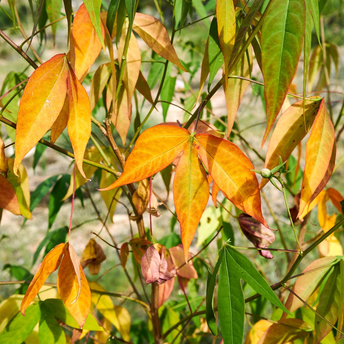 2017 August Desert Cotton 03