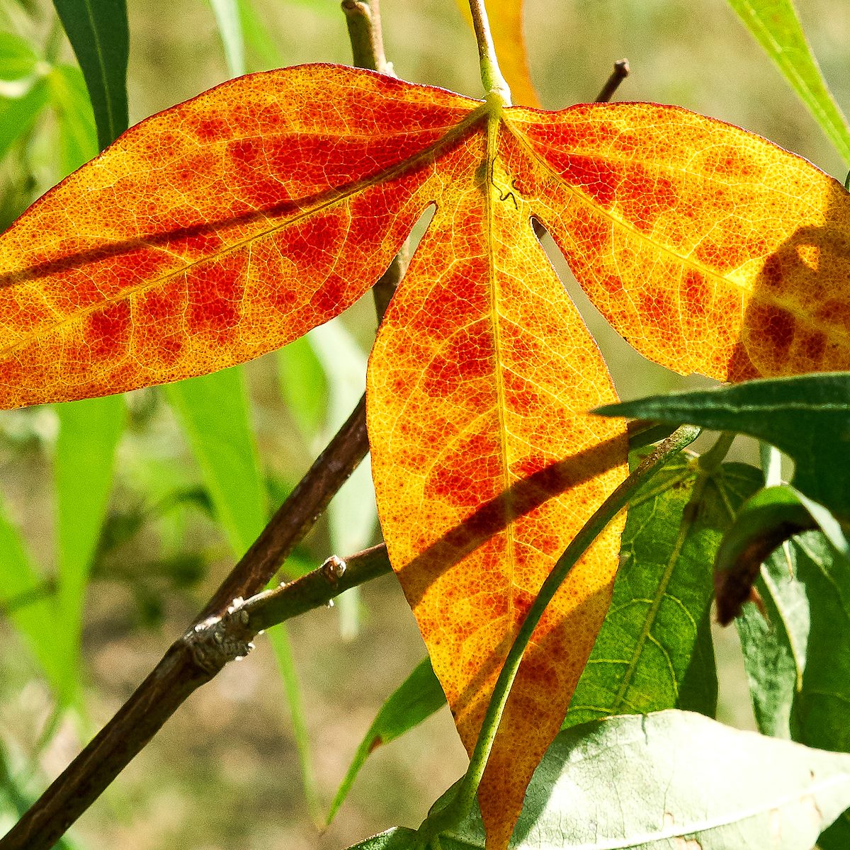 2017 August Desert Cotton 04