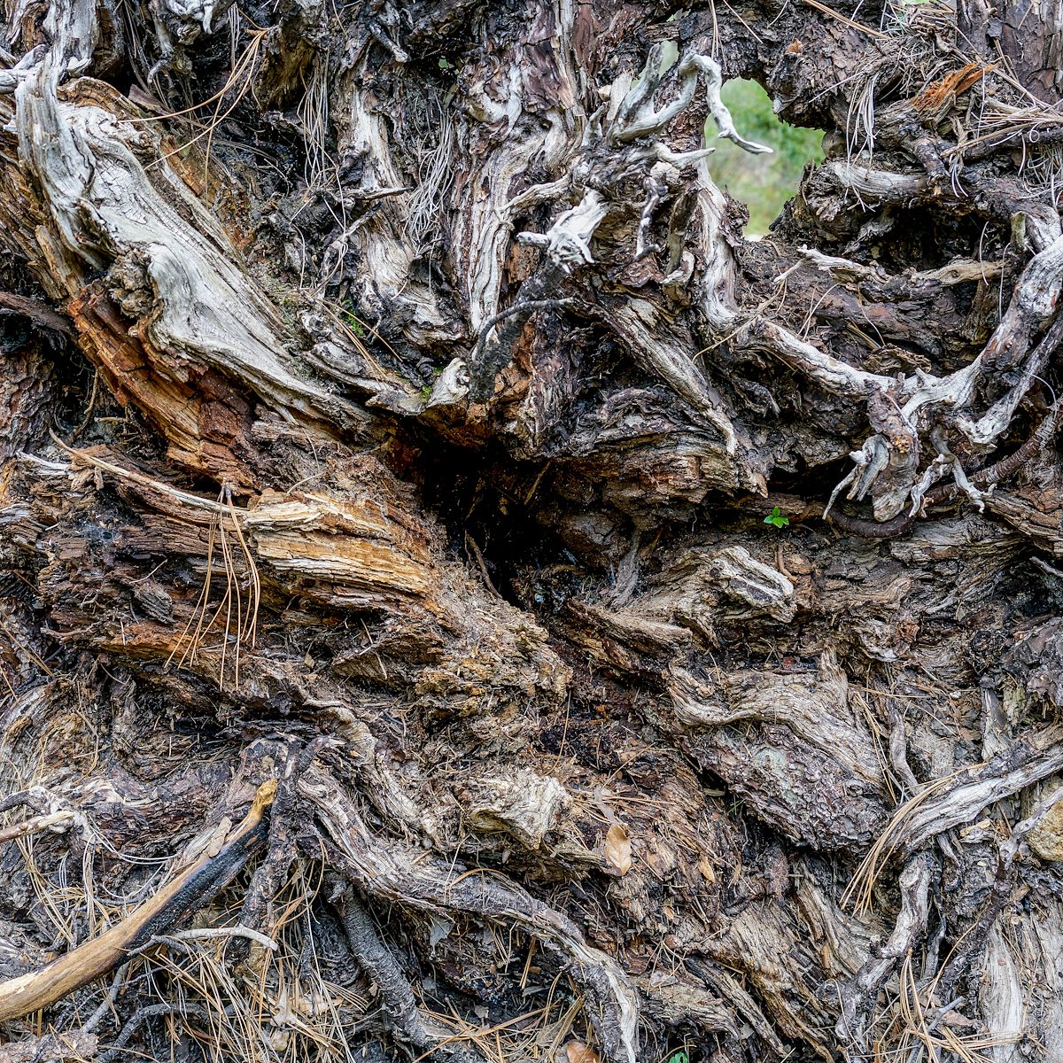 2017 August Fallen Tree on the Wilderness of Rock Trail