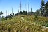 2017 August Ferns beginning to brown on the Mt Lemmon Trail