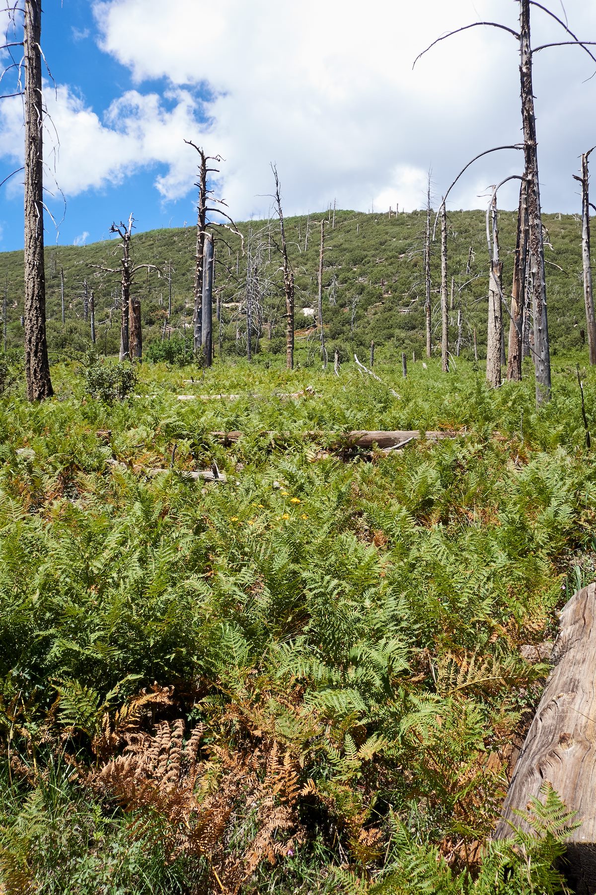 2017 August Ferns on the Mint Spring Trail