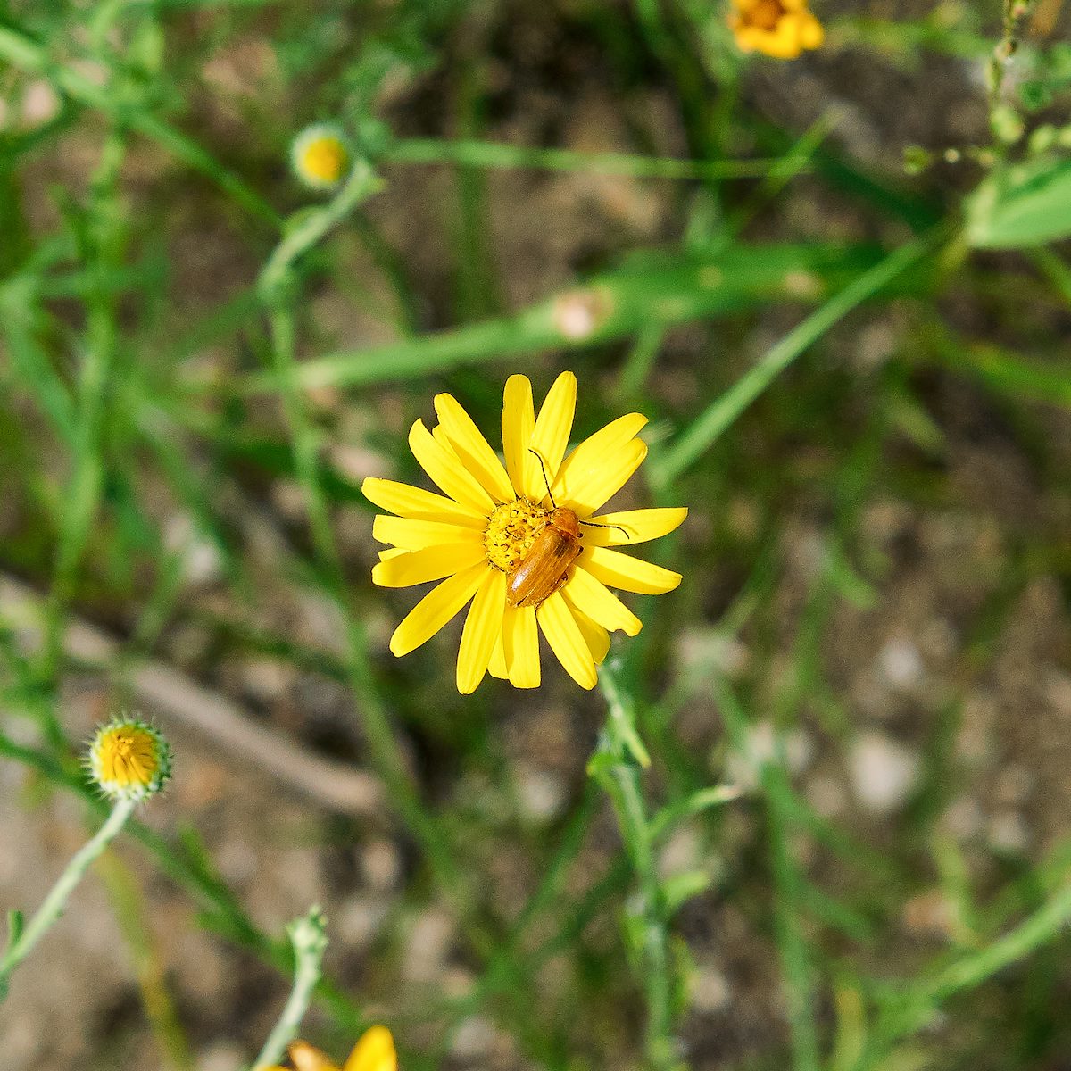 2017 August Flower and Insect