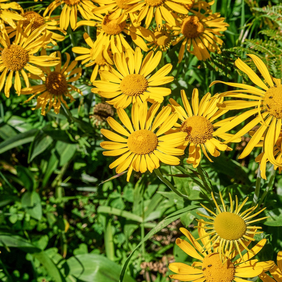 2017 August Flowers on the Meadow Trail