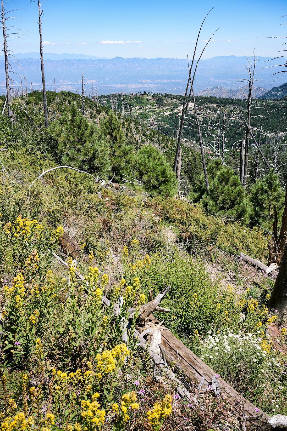 2017 August Flowers Young Pines and Summerhaven from the Aspen Trail