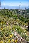 2017 August Flowers Young Pines and Summerhaven from the Aspen Trail