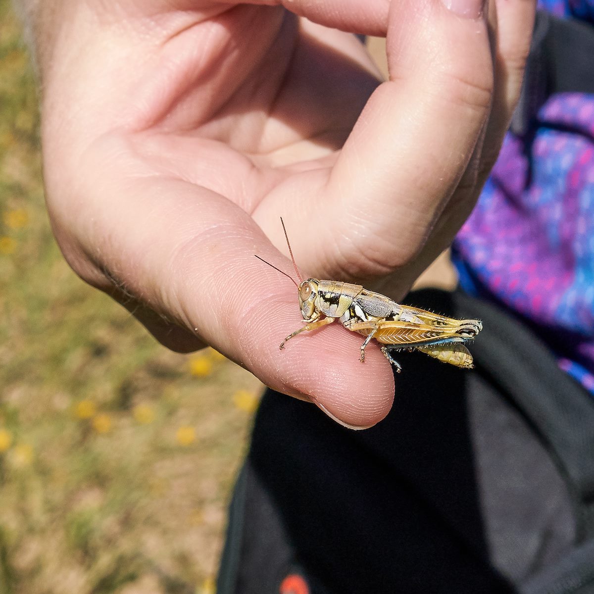 2017 August Grasshopper