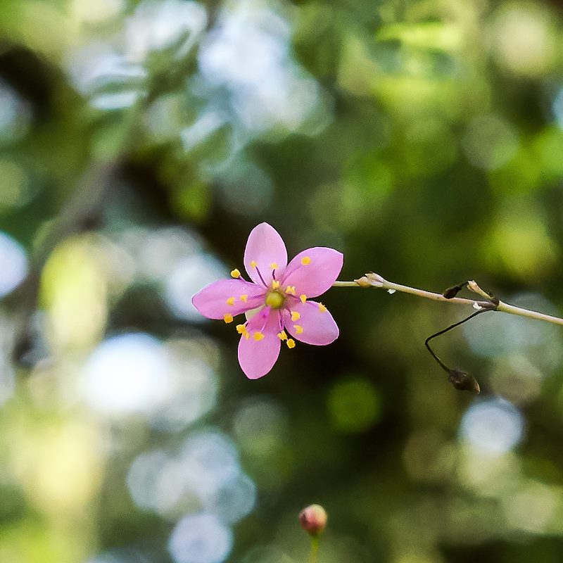 2017 August Jewels of Opar