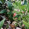 2017 August Manzanita Leaf Gall