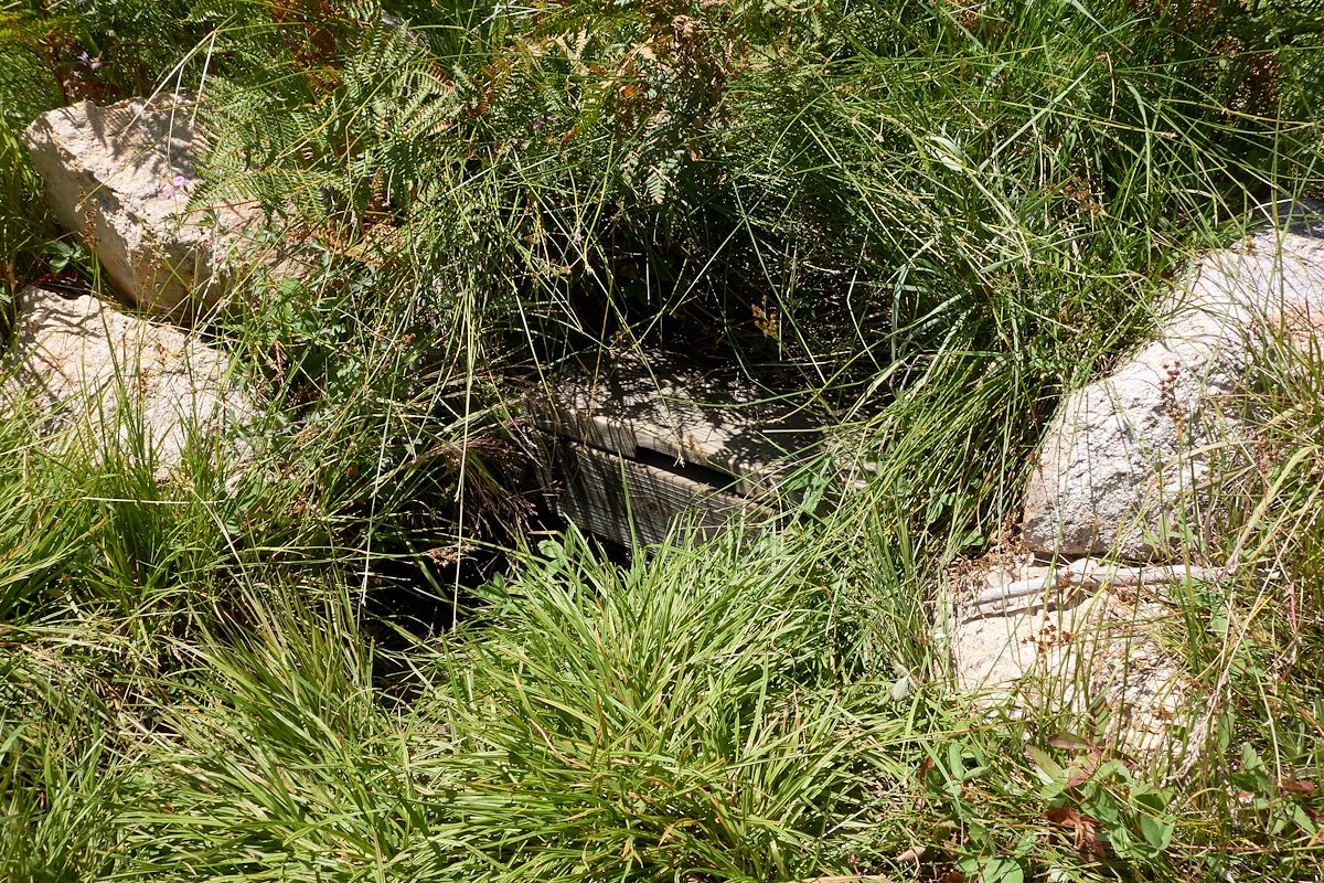 2017 August Mint Spring