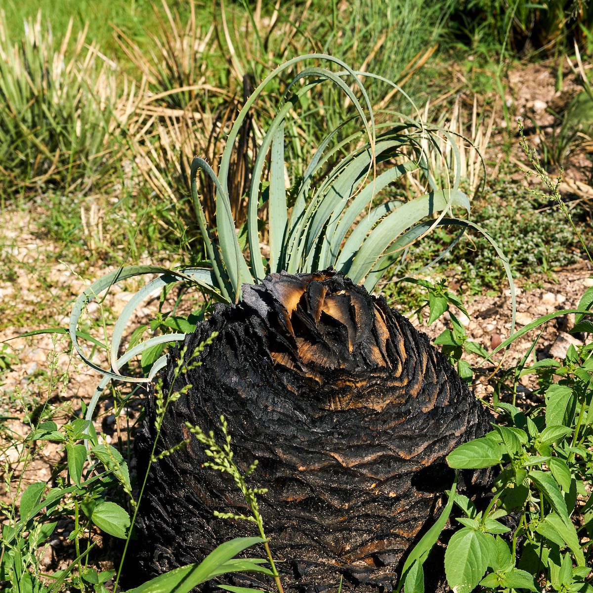 2017 August Molino Fire 01