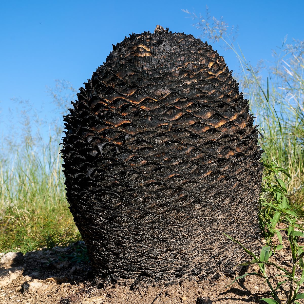 2017 August Molino Fire 02