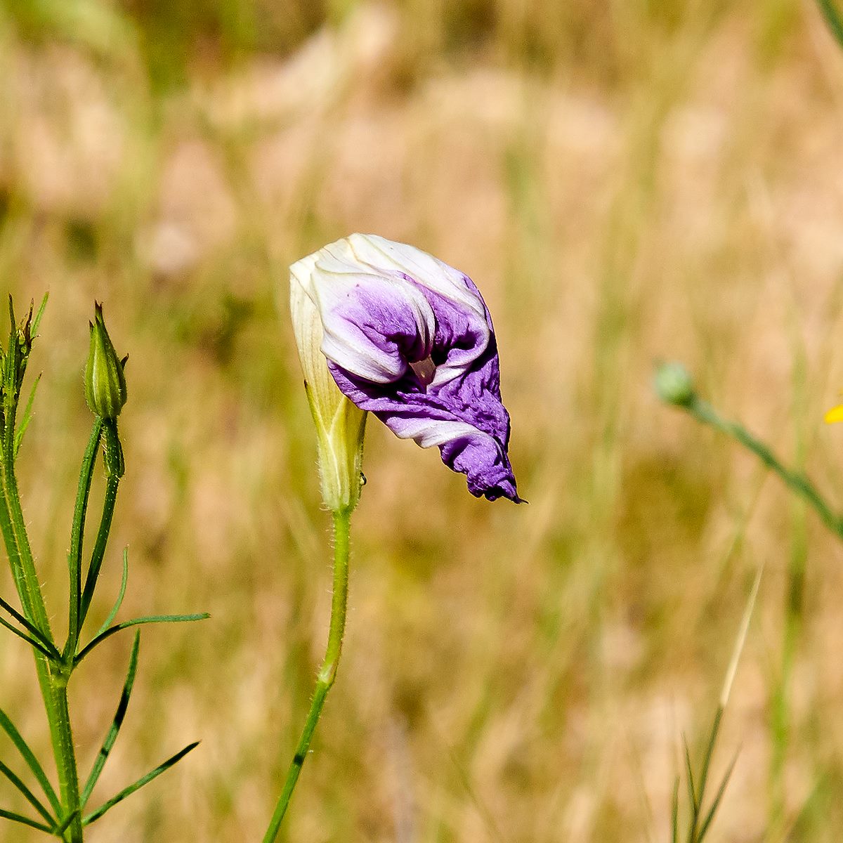 2017 August Morning Glory 01